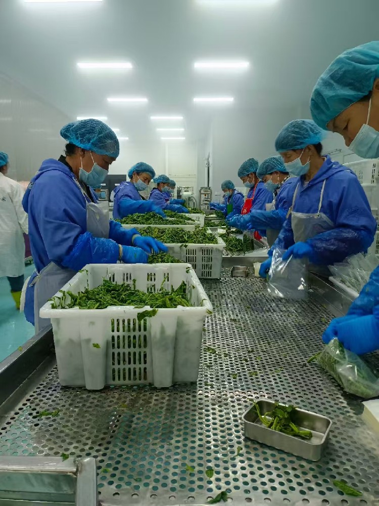 速凍香椿芽包裝生(shēng)産中